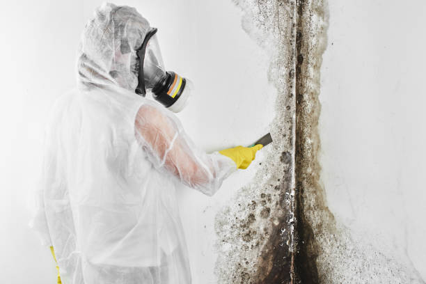 Best Residential Mold Remediation in Clive, IA