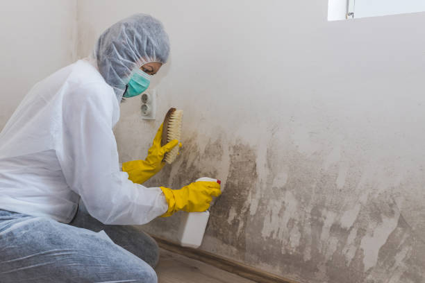 Professional Mold Remediation in Clive, IA