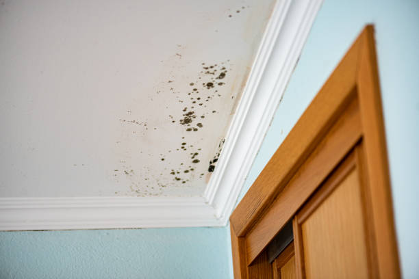Best Commercial Mold Remediation in Clive, IA