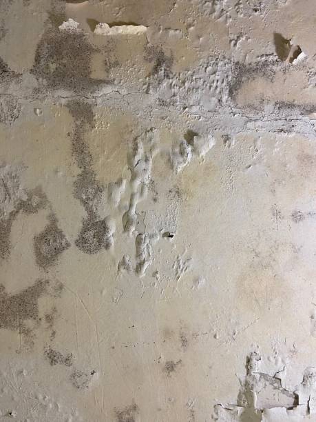 Best Residential Mold Remediation in Clive, IA