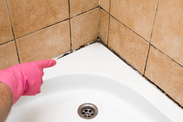 Best Residential Mold Remediation in Clive, IA